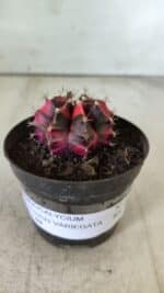 GYMNOCALYCIUM Mihanovichii Variegata Nº 471 – vaso 09