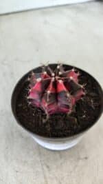 GYMNOCALYCIUM Mihanovichii Variegata Nº 471 – vaso 09 - Imagem 6