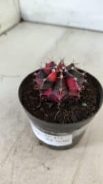 GYMNOCALYCIUM Mihanovichii Variegata Nº 471 – vaso 09 - Imagem 9