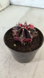 GYMNOCALYCIUM Mihanovichii Variegata Nº 471 – vaso 09 - Imagem 8