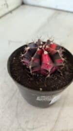 GYMNOCALYCIUM Mihanovichii Variegata Nº 471 – vaso 09 - Imagem 7