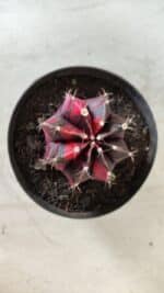 GYMNOCALYCIUM Mihanovichii Variegata Nº 471 – vaso 09 - Imagem 3