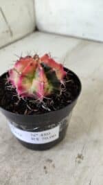 GYMNOCALYCIUM Mihanovichii Variegata Nº 480 – vaso 09 - Imagem 8