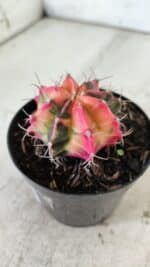 GYMNOCALYCIUM Mihanovichii Variegata Nº 480 – vaso 09 - Imagem 7