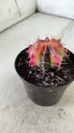 GYMNOCALYCIUM Mihanovichii Variegata Nº 480 – vaso 09 - Imagem 6