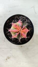 GYMNOCALYCIUM Mihanovichii Variegata Nº 480 – vaso 09 - Imagem 3