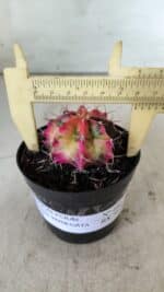GYMNOCALYCIUM Mihanovichii Variegata Nº 480 – vaso 09