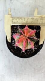 GYMNOCALYCIUM Mihanovichii Variegata Nº 480 – vaso 09 - Imagem 5