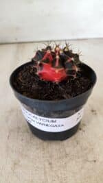 GYMNOCALYCIUM Mihanovichii Variegata Nº 481 – vaso 09 - Imagem 2