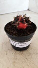 GYMNOCALYCIUM Mihanovichii Variegata Nº 481 – vaso 09 - Imagem 9