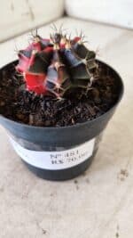 GYMNOCALYCIUM Mihanovichii Variegata Nº 481 – vaso 09 - Imagem 6