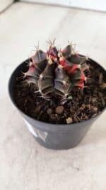 GYMNOCALYCIUM Mihanovichii Variegata Nº 481 – vaso 09 - Imagem 8