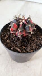 GYMNOCALYCIUM Mihanovichii Variegata Nº 481 – vaso 09 - Imagem 7