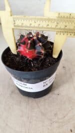 GYMNOCALYCIUM Mihanovichii Variegata Nº 481 – vaso 09