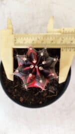 GYMNOCALYCIUM Mihanovichii Variegata Nº 481 – vaso 09 - Imagem 5