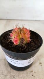 GYMNOCALYCIUM Mihanovichii Variegata Nº 482 – vaso 09 - Imagem 2