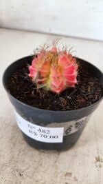 GYMNOCALYCIUM Mihanovichii Variegata Nº 482 – vaso 09 - Imagem 8