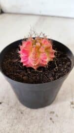 GYMNOCALYCIUM Mihanovichii Variegata Nº 482 – vaso 09 - Imagem 6