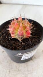 GYMNOCALYCIUM Mihanovichii Variegata Nº 482 – vaso 09 - Imagem 7