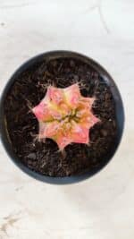 GYMNOCALYCIUM Mihanovichii Variegata Nº 482 – vaso 09 - Imagem 3