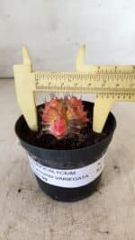 GYMNOCALYCIUM Mihanovichii Variegata Nº 482 – vaso 09
