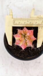 GYMNOCALYCIUM Mihanovichii Variegata Nº 482 – vaso 09 - Imagem 5