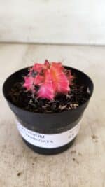 GYMNOCALYCIUM Mihanovichii Variegata Nº 483 – vaso 09 - Imagem 2