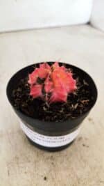 GYMNOCALYCIUM Mihanovichii Variegata Nº 483 – vaso 09 - Imagem 9