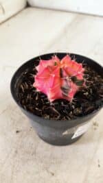 GYMNOCALYCIUM Mihanovichii Variegata Nº 483 – vaso 09 - Imagem 6