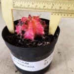 GYMNOCALYCIUM Mihanovichii Variegata Nº 483 – vaso 09