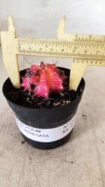 GYMNOCALYCIUM Mihanovichii Variegata Nº 483 – vaso 09