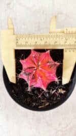 GYMNOCALYCIUM Mihanovichii Variegata Nº 483 – vaso 09 - Imagem 5