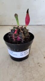 GYMNOCALYCIUM Mihanovichii Variegata Nº 484 – vaso 09 - Imagem 2