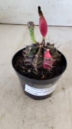 GYMNOCALYCIUM Mihanovichii Variegata Nº 484 – vaso 09 - Imagem 8