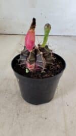 GYMNOCALYCIUM Mihanovichii Variegata Nº 484 – vaso 09 - Imagem 7