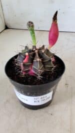 GYMNOCALYCIUM Mihanovichii Variegata Nº 484 – vaso 09 - Imagem 6