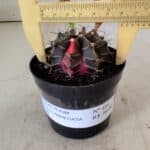 GYMNOCALYCIUM Mihanovichii Variegata Nº 484 – vaso 09