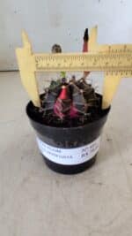 GYMNOCALYCIUM Mihanovichii Variegata Nº 484 – vaso 09