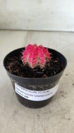 GYMNOCALYCIUM Mihanovichii Variegata Nº 485 – vaso 09 - Imagem 2