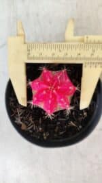 GYMNOCALYCIUM Mihanovichii Variegata Nº 485 – vaso 09 - Imagem 4