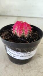 GYMNOCALYCIUM Mihanovichii Variegata Nº 485 – vaso 09 - Imagem 8