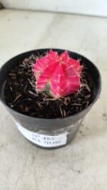 GYMNOCALYCIUM Mihanovichii Variegata Nº 485 – vaso 09 - Imagem 7