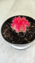 GYMNOCALYCIUM Mihanovichii Variegata Nº 485 – vaso 09 - Imagem 5
