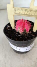 GYMNOCALYCIUM Mihanovichii Variegata Nº 485 – vaso 09