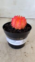 GYMNOCALYCIUM Mihanovichii Variegata Nº 486 – vaso 09 - Imagem 2