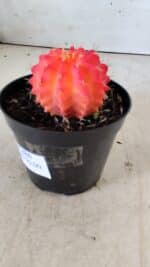 GYMNOCALYCIUM Mihanovichii Variegata Nº 486 – vaso 09 - Imagem 8