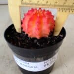 GYMNOCALYCIUM Mihanovichii Variegata Nº 486 – vaso 09