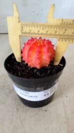 GYMNOCALYCIUM Mihanovichii Variegata Nº 486 – vaso 09