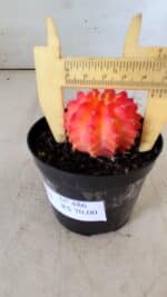 GYMNOCALYCIUM Mihanovichii Variegata Nº 486 – vaso 09 - Imagem 7