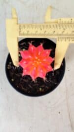 GYMNOCALYCIUM Mihanovichii Variegata Nº 486 – vaso 09 - Imagem 5